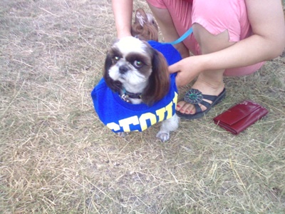 시츄 숫컷 앞다리 휘고, 눈주위헐음(7살반)