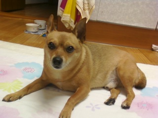 울산 태화동 소방서근처 믹스견 숫컷 황색 찾아요