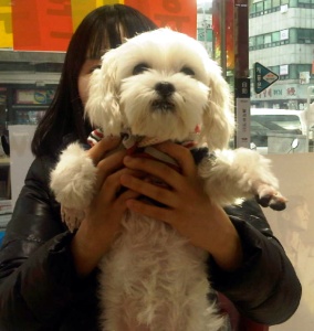 서울영등포양평2가 말티즈.여아.3살