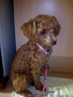 구미 인의동 구진벌 갈색토이푸들 까미