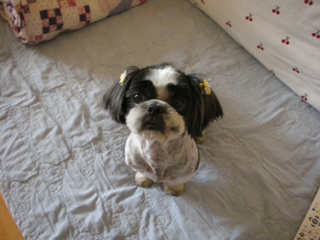 (전북 익산시)검정색 시츄 주인 찾아요