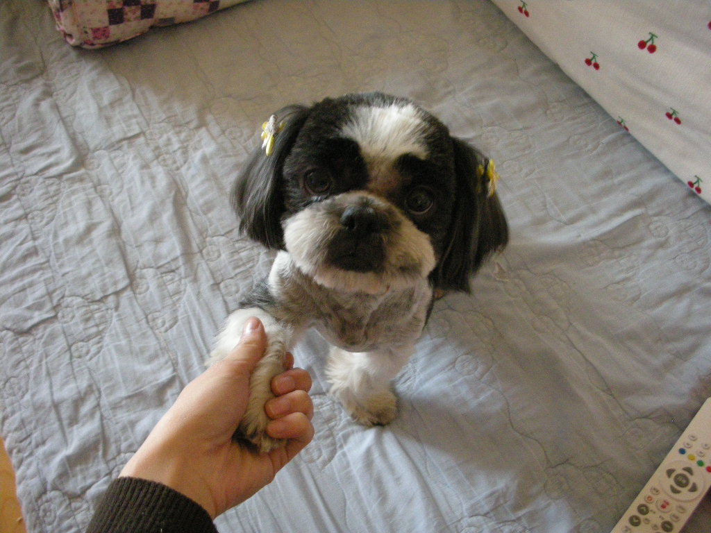 (전북 익산시)검정색 시츄 주인 찾아요