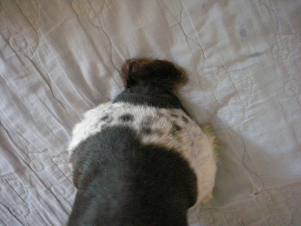 (전북 익산시)검정색 시츄 주인 찾아요