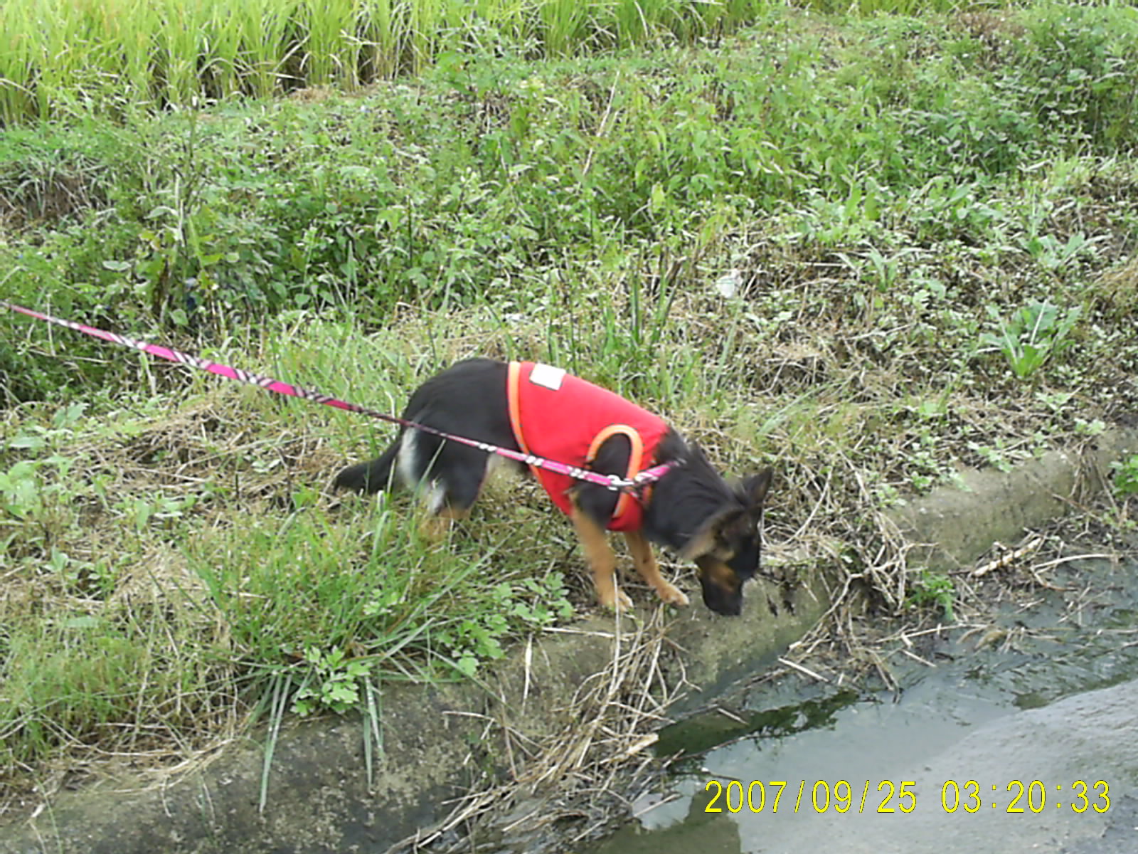 (대구) 소형 검정 믹스견 깜순이 찾아요ㅠㅜ