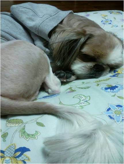 시츄 남아 찾아요 ㅠ ㅠ 