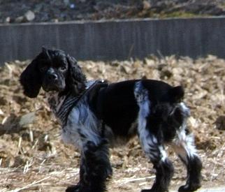 울산 울주군 어음리에서 팔광이를 찾습니다