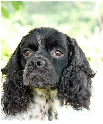 울산 울주군 어음리에서 팔광이를 찾습니다