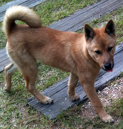 진도개(여) 남양주시 7개월 11월13일(토) 실종됐어요.