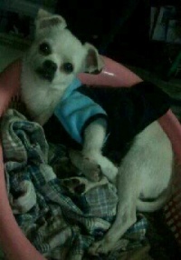 ★부산(흰색)믹스견 꼭 도와주세요 ★