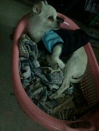 ★부산(흰색)믹스견 꼭 도와주세요 ★