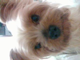 성남 요크셔테리어 오순이 여아를 찾습니다..제발도와주세요 ㅠㅠ