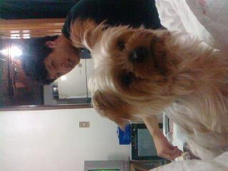 성남 요크셔테리어 오순이 여아를 찾습니다..제발도와주세요 ㅠㅠ