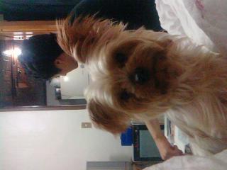 성남 요크셔테리어 오순이 여아를 찾습니다..제발도와주세요 ㅠㅠ