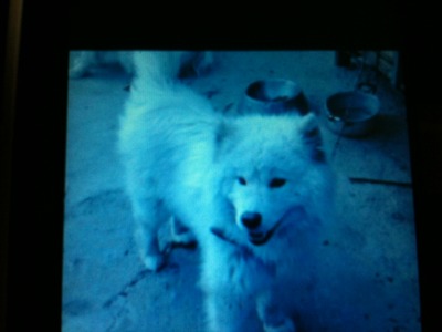 (대구)사모예드 지니를찾습니다!!!