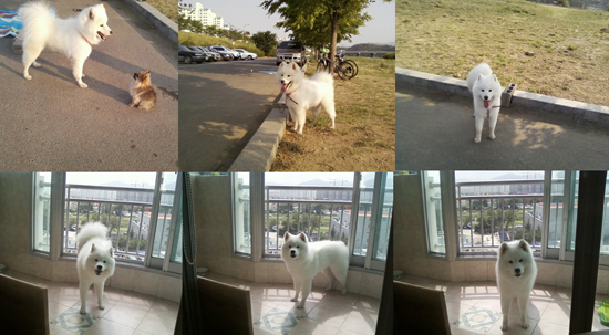 (대구)사모예드 지니를찾습니다!!!