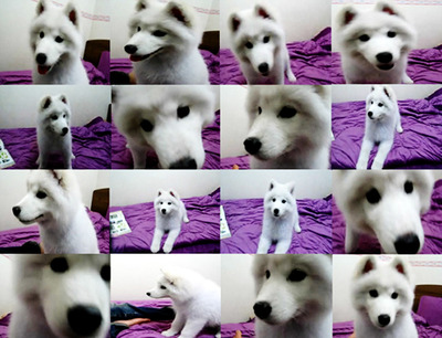 (대구)사모예드 지니를찾습니다!!!