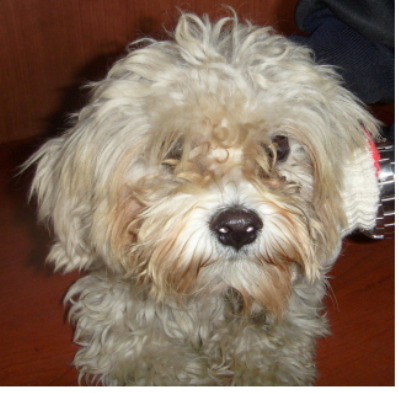 부산 강서구 강동동 말티즈 수컷