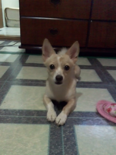 강원도 속초, 믹스견을 찾습니다.