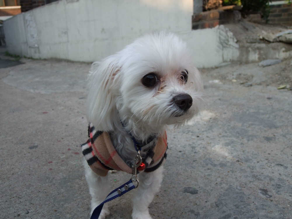 말티즈 찾아요!! 보시는은 꼭 연락 바랍니다 기다리고 있어요~