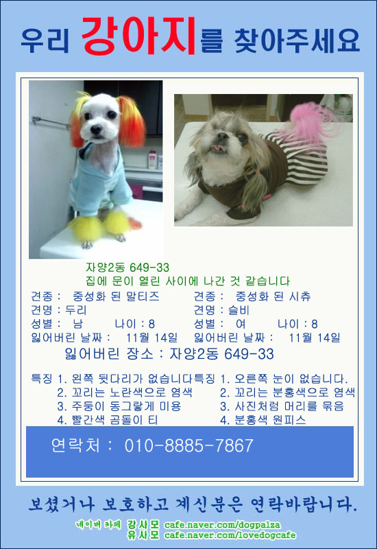 서울시 광진구 다리없는말티 눈없는시츄를 찾습니다