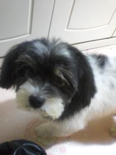 ★서울 성동구 하왕십리동. 흰/검 얼룩 강아지 찾습니다.★