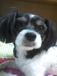 ★서울 성동구 하왕십리동. 흰/검 얼룩 강아지 찾습니다.★