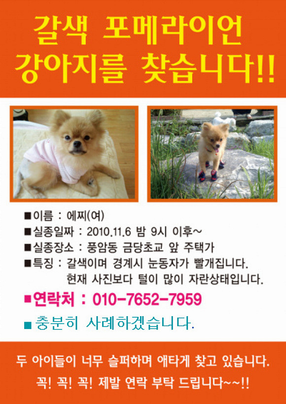 갈색 포메라이언 애타게 찾습니다