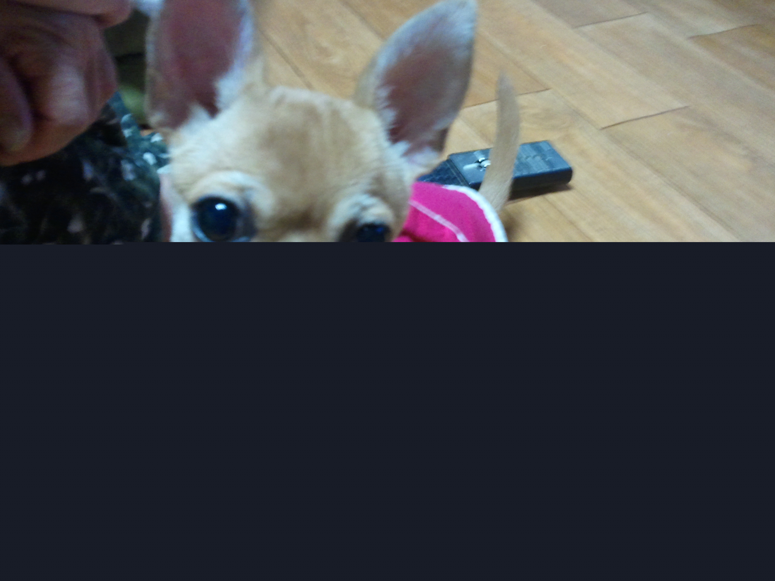 충주시 충주대 원룸 근처 갈색 치와와 찾습니다.