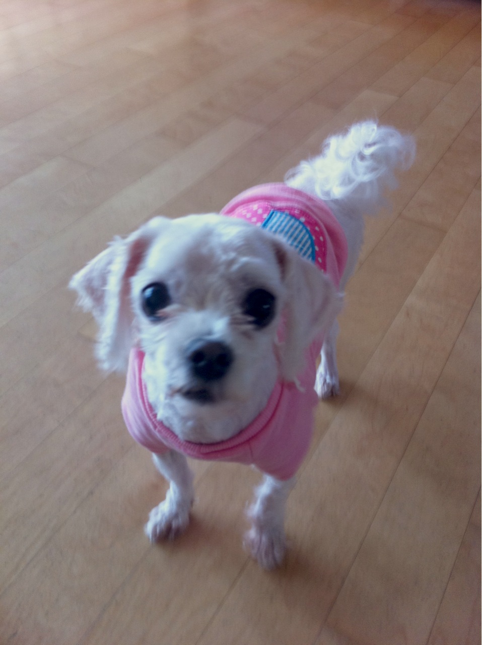 말티즈 흰색 수컷/안산 원곡동에서 실종, 분홍옷