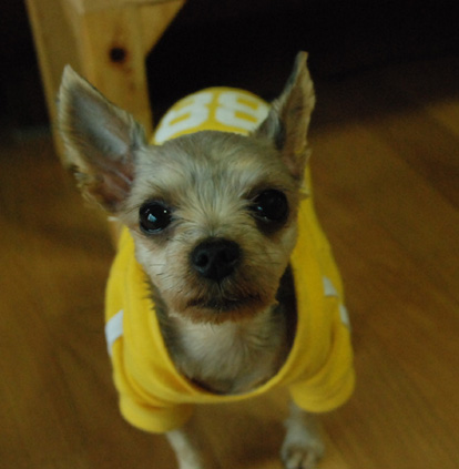 요크셔테리어 여아를 애타게 찾습니다