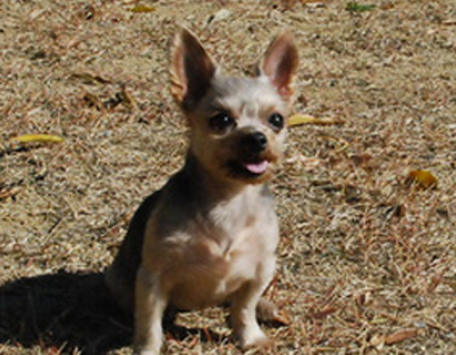 요크셔테리어 여아를 애타게 찾습니다