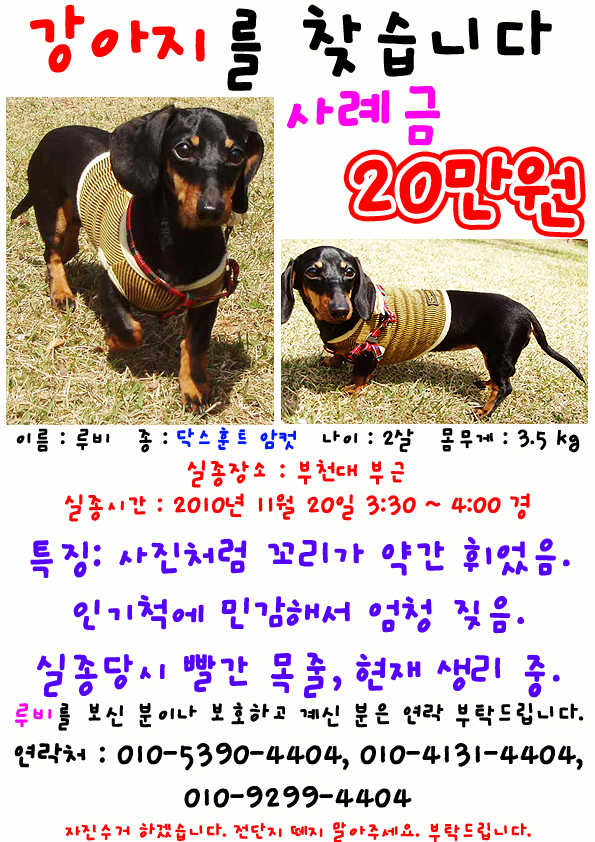 [부천]11월 20일 잃어버린 닥스훈트 여아를 찾습니다.