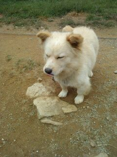(완주군 용진면)강아지를 찾습니다