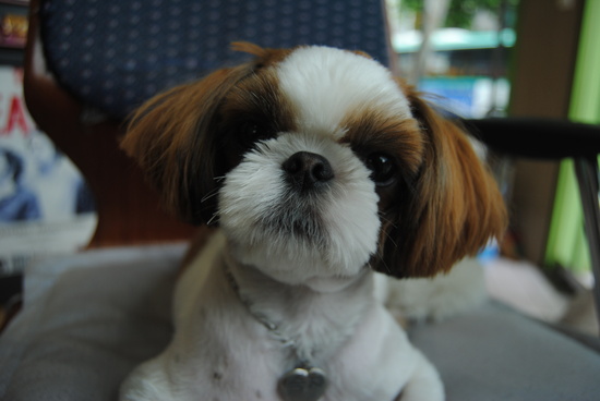 경기도 의정부시 금오동 에서 잃어 버린 숙자를 찾습니다.