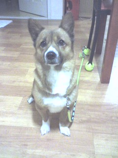 춘천 갈색믹스견 찾습니다 꼭부탁드려요