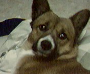 춘천 갈색믹스견 찾습니다 꼭부탁드려요