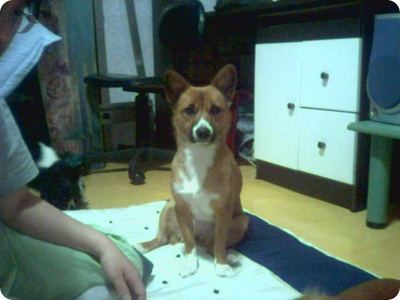 춘천 갈색믹스견 찾습니다 꼭부탁드려요