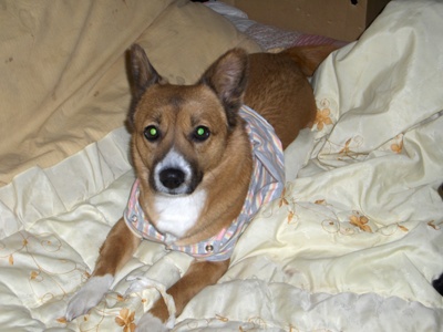 춘천 갈색믹스견 찾습니다 꼭부탁드려요