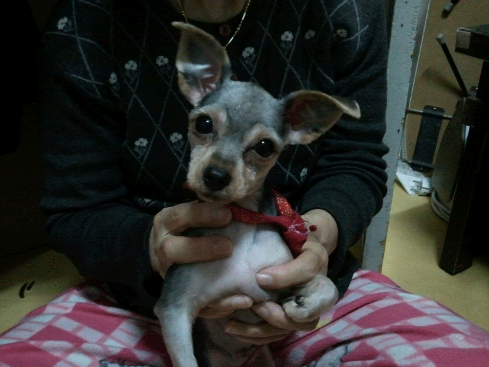 경기도부천 심곡초등학교부근/요크셔(여아,4개월)찾습니다~!!!