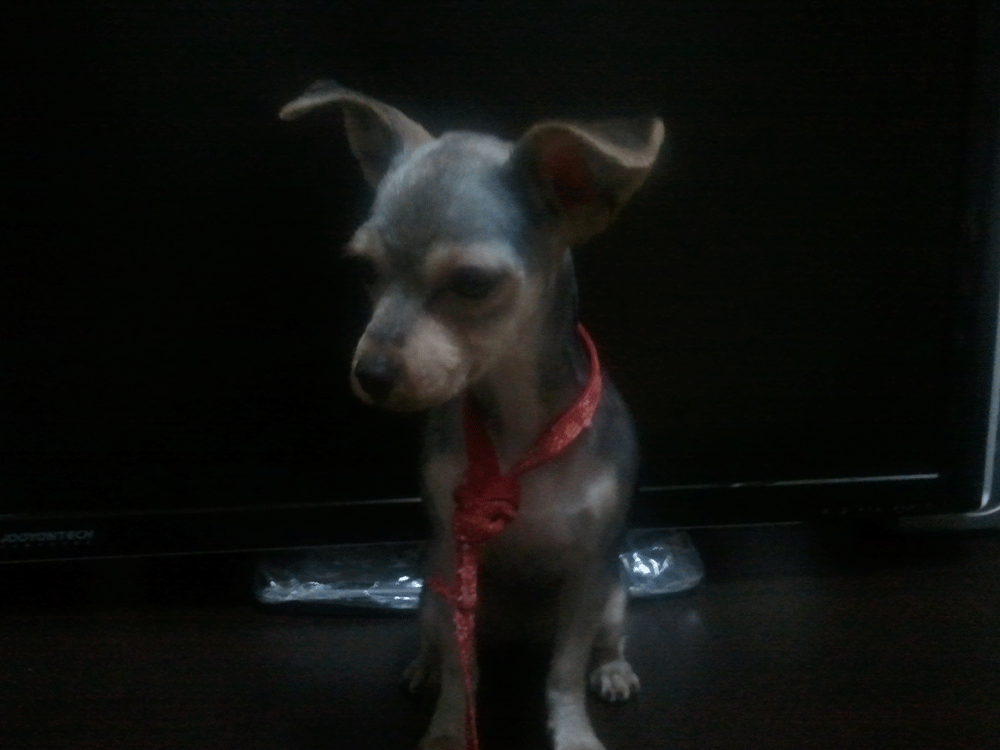 경기도부천 심곡초등학교부근/요크셔(여아,4개월)찾습니다~!!!