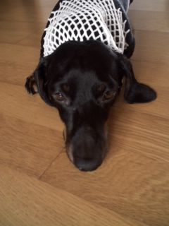 부천 원종동에서 잃어버린 저희 웅이좀 찾아주세요~