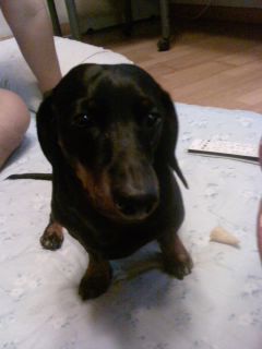 부천 원종동에서 잃어버린 저희 웅이좀 찾아주세요~