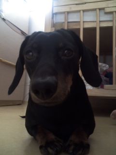 부천 원종동에서 잃어버린 저희 웅이좀 찾아주세요~