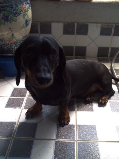 부천 원종동에서 잃어버린 저희 웅이좀 찾아주세요~