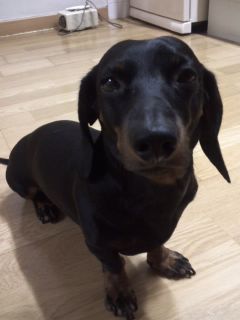 부천 원종동에서 잃어버린 저희 웅이좀 찾아주세요~