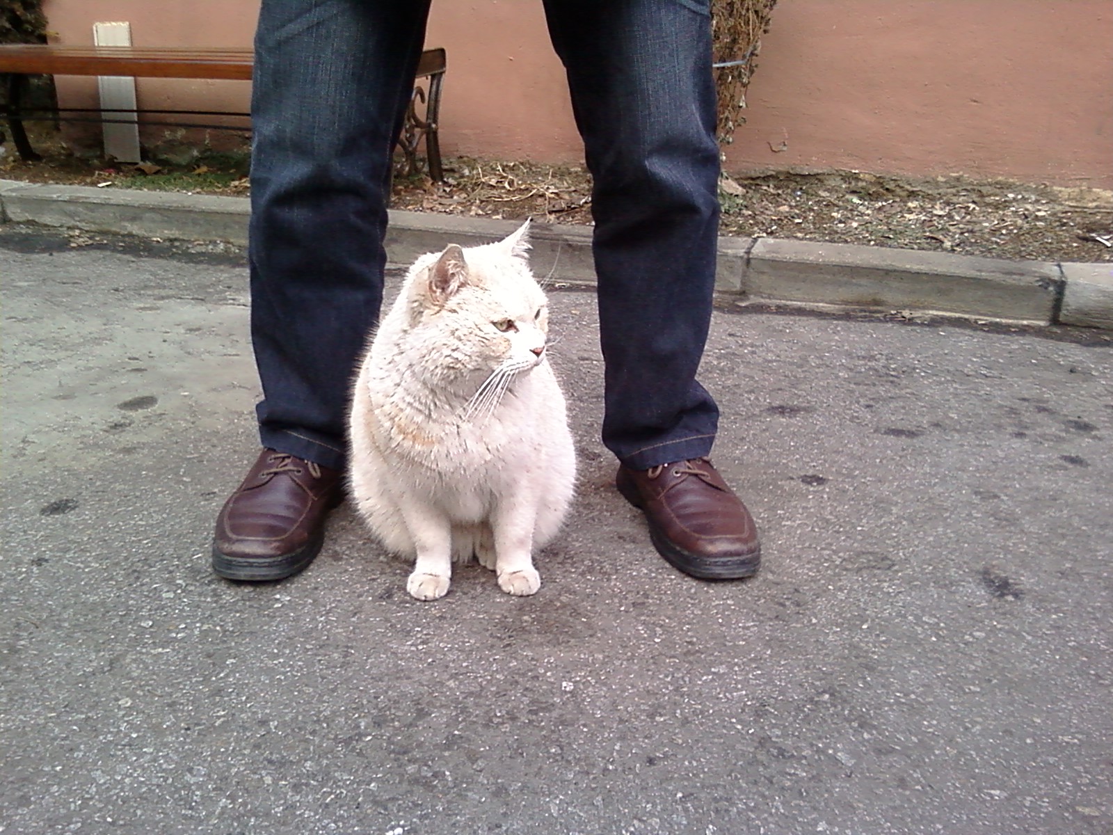 길고양이 찾습니다[서울시 서대문구 홍제1동 홍제현대아파트/ 코숏/ 수컷/ 5세 이상/ 흰색(회색)+황색]
