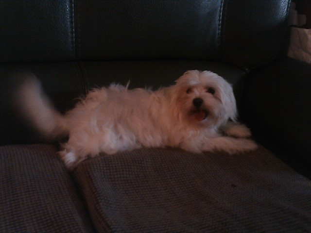 말티즈 주인 찾아드리고 싶습니다.