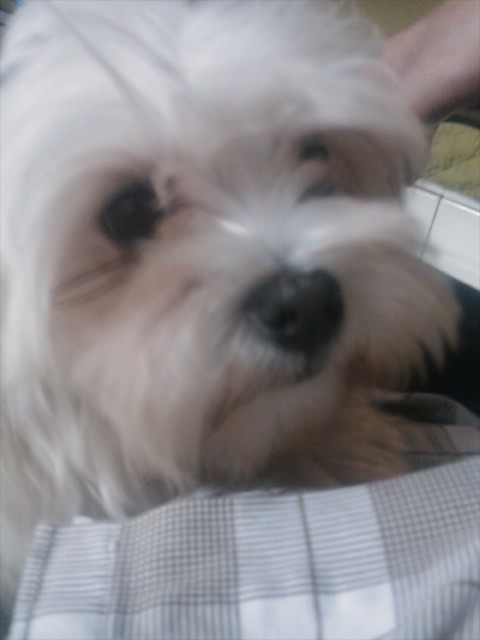 말티즈 주인 찾아드리고 싶습니다.