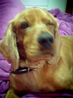 수원.꼬리아주짧은코카스파니엘.차에치였다가놀래도망가서못찾았어요..