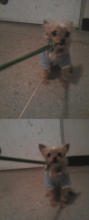 요크셔테리어 여아 (전라북도 익산)제발 찾아주세요